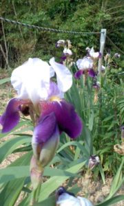 豊田市の丸子歯科　奇跡を見せる資格がつく