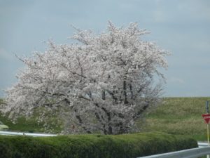 豊田市の丸子歯科　　『元気な歯でおいしい物をたくさん食べよう！！』