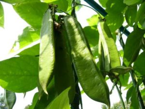 豊田市の丸子歯科　お口のトラブル/なた豆効果